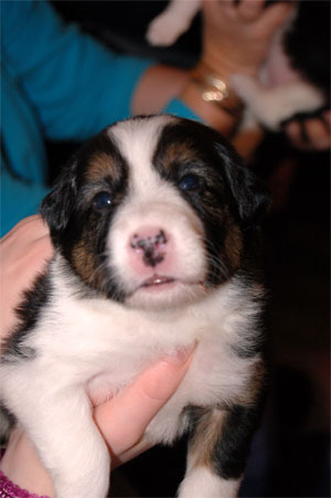 week 3 alfred
