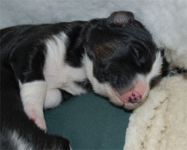 alfred sleeps