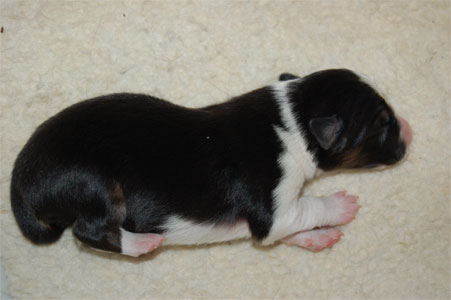 alfred2