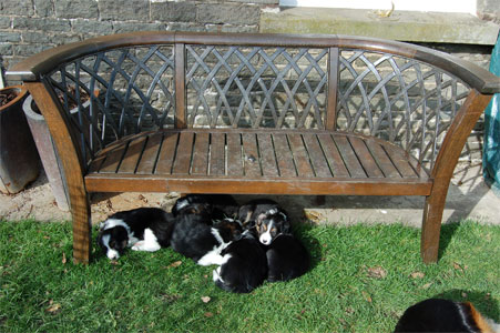 sleeping under a bench