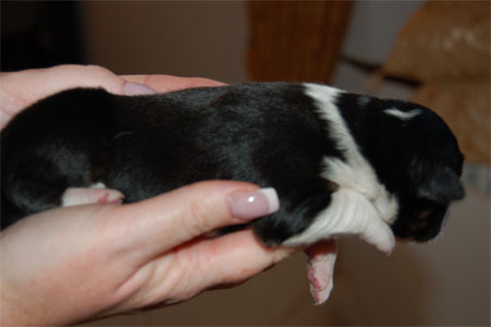 delilah2