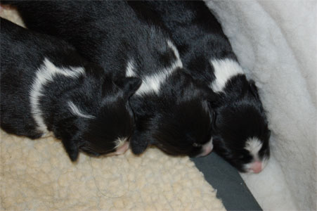 delilah, florence and beatrice