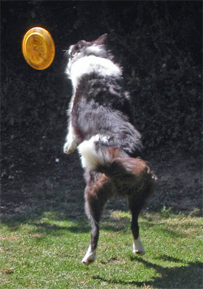 harvey jumps