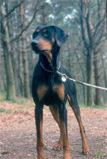 jasper