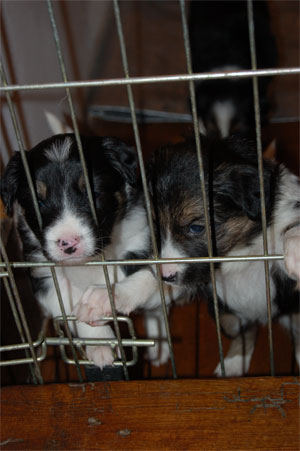 let us out!