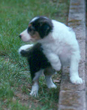 noah puppy