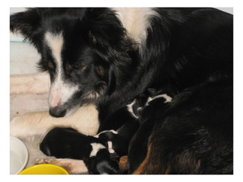 puppies