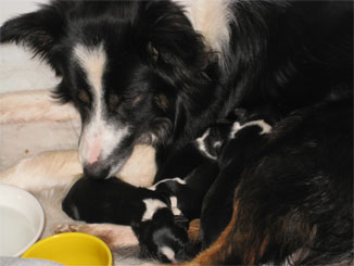 puppies1