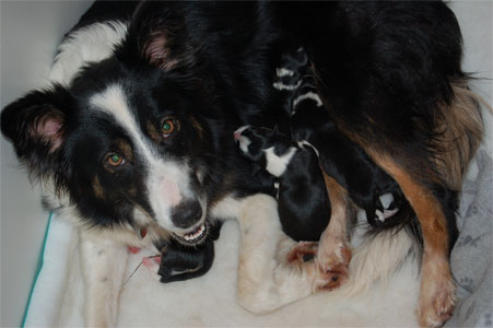 puppies2