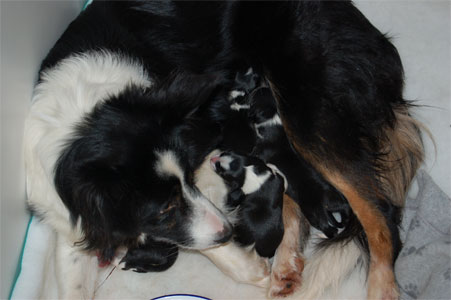 puppies3