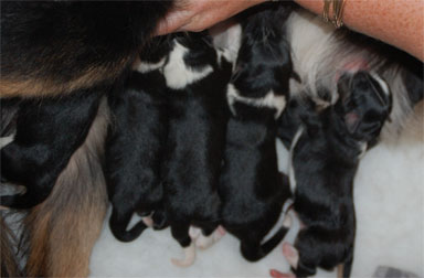 puppies5