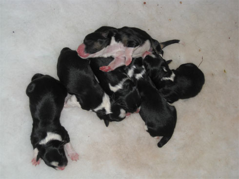 puppies6