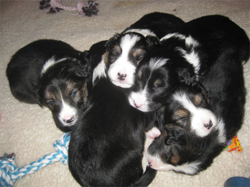 puppy pile