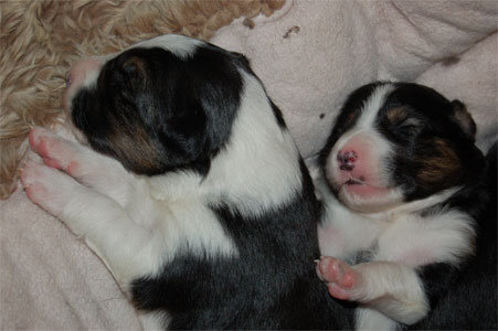 snoozing