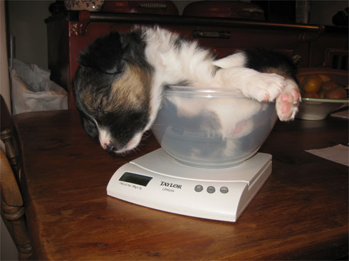 weigh in