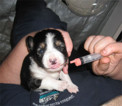 worming meds