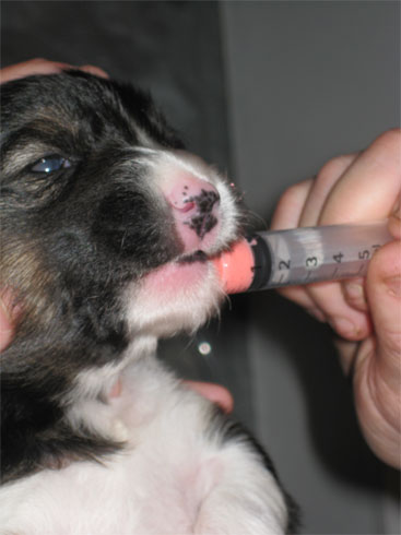 worming